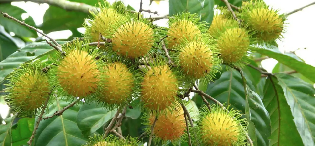 8-FOOD-Rambutan-G-2-ezgif.com-optiwebp